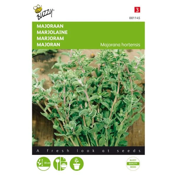 Majoraan - Origanum Majorana 3 Majoraan - Origanum Majorana