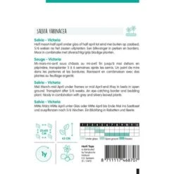 Meelsalie Victoria - Salvia Farinacea -DCM Verkoopwinkel meelsalie victoria salvia farinacea 1646840350 833 600