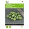 Muismeloen, Cucamelon - Melothria Scabra 1 Muismeloen, Cucamelon - Melothria Scabra -DCM Verkoopwinkel muismeloen cucamelon melothria scabra 1646840382 1514 600