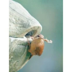 Nestbal Houtbeton - Winterkoning - Schwegler -DCM Verkoopwinkel nestbal houtbeton winterkoning 1553073909 3 600