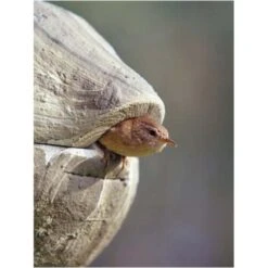 Nestbal Houtbeton - Winterkoning - Schwegler -DCM Verkoopwinkel nestbal houtbeton winterkoning 1553073909 4 600