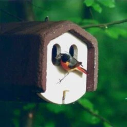 Nestkast Houtbeton - 2 Invliegopeningen - Schwegler -DCM Verkoopwinkel nestkast houtbeton 2 invliegopeningen 1552136106 1 600