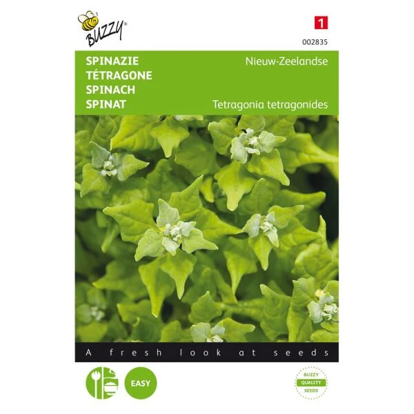 Nieuwzeelandse Spinazie - Tetragonia Expansa 3 Nieuwzeelandse Spinazie - Tetragonia Expansa