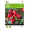 Paprika Snack Patio Rood - Paragon -DCM Verkoopwinkel paprika snack patio rood paragon 1646840383 1518 600