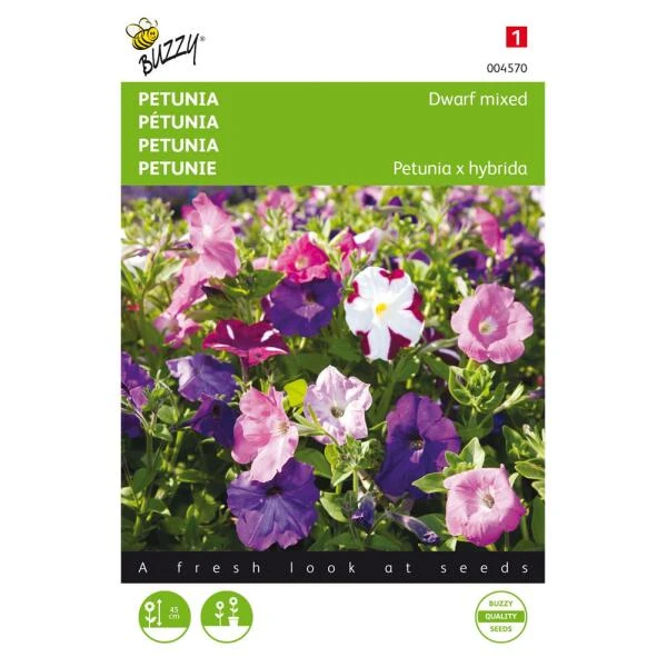 Petunia - Petunia Nana Compacta 3 Petunia - Petunia Nana Compacta