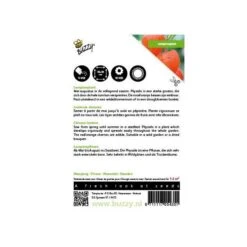 Physalis Alkekengi (oranje Lampionnetjes) -DCM Verkoopwinkel physalis alkekengi oranje lampionnetjes 1646840337 558 600