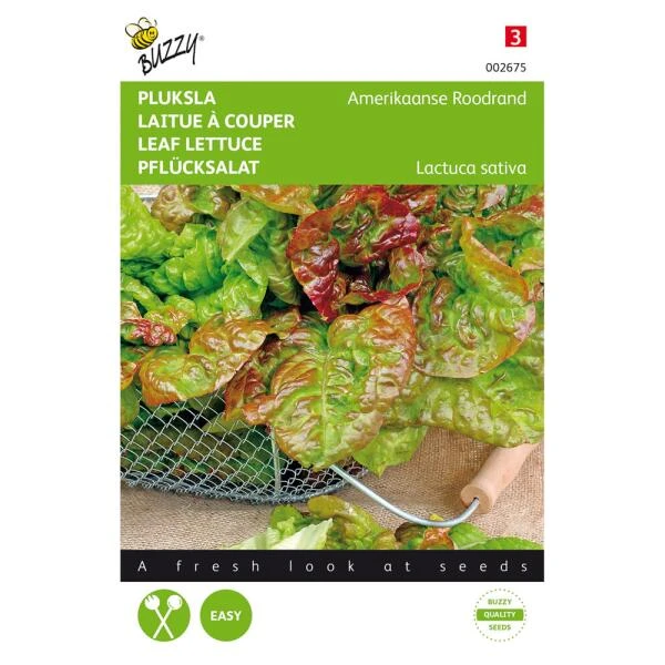Pluksla Amerikaanse Roodrand - Lactuca Sativa 3 Pluksla Amerikaanse Roodrand - Lactuca Sativa