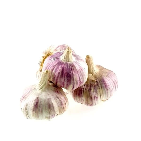 Pootgoed Knoflook Cledor 45+ - 500 G 3 Pootgoed Knoflook Cledor 45+ - 500 G