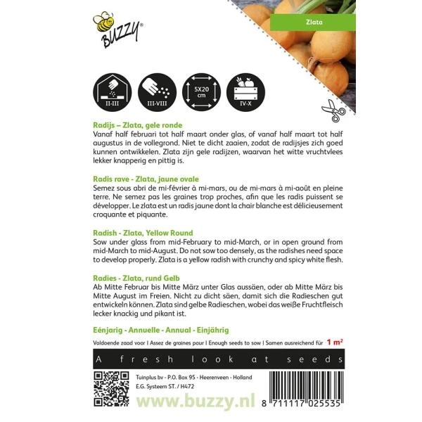 Radijs Zlata - Gele Radijs 4 Radijs Zlata - Gele Radijs - Afbeelding 2