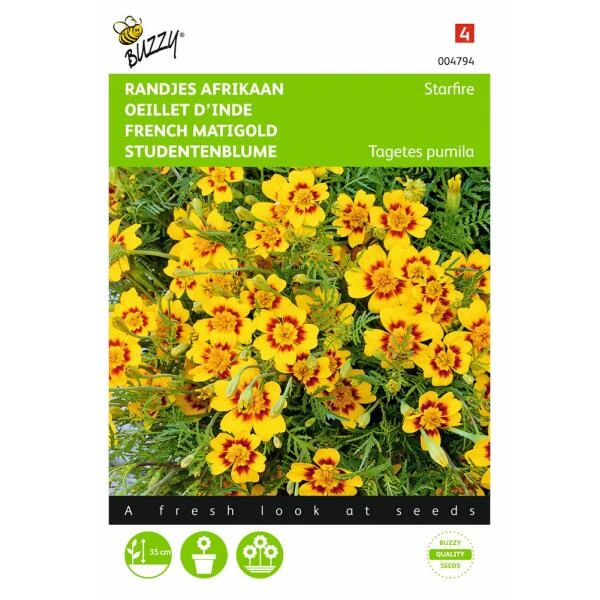 Randjesafrikaan - Tagetes Pumila 3 Randjesafrikaan - Tagetes Pumila