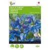 Reukerwt Royal Family Blauw - Lathyrus Odoratus -DCM Verkoopwinkel reukerwt royal family blauw lathyrus odoratus 1646840329 393 600