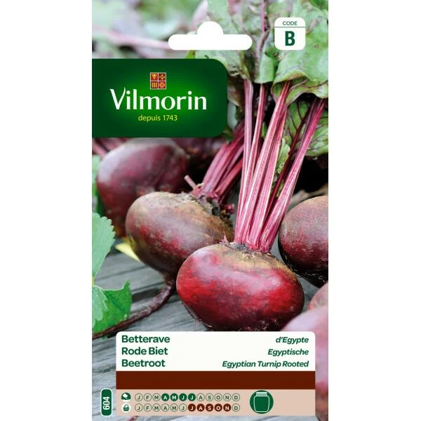 Rode Biet Egyptische 3 Rode Biet Egyptische