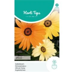 Satijnbloem Apollo - Dimorphoteca Sinnata