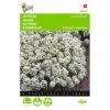 Sneeuwtapijt - Alyssum Marit. Procumbens -DCM Verkoopwinkel sneeuwtapijt alyssum marit procumbens 1646840324 289 600