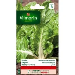 Snijbiet Blonde Witribbige 2 Van Lyon