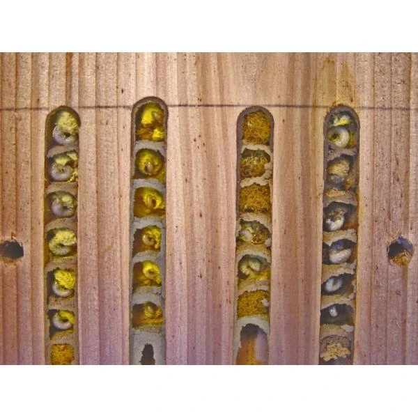 Solitaire Bijenkast In Hout - Educatief 6 Solitaire Bijenkast In Hout - Educatief - Afbeelding 4