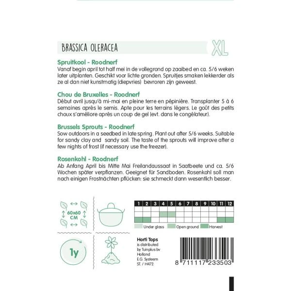 Spruitkool Roodnerf - Brassica Oleracea 4 Spruitkool Roodnerf - Brassica Oleracea - Afbeelding 2