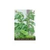 Stevia Rebaudiana - Suikerplantje (special) 2 Stevia Rebaudiana - Suikerplantje (special) -DCM Verkoopwinkel stevia suikerplantje 1484054515 1 600