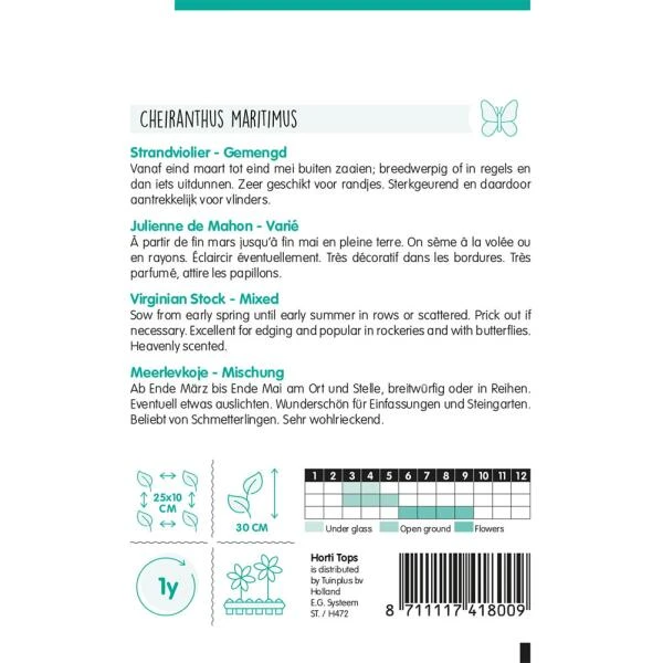 Strandviolier - Malcolmia Maritima 4 Strandviolier - Malcolmia Maritima - Afbeelding 2