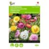 Strobloem - Helichrysum Bracteatum 2 Strobloem - Helichrysum Bracteatum -DCM Verkoopwinkel strobloem helichrysum bracteatum 1646840328 371 600