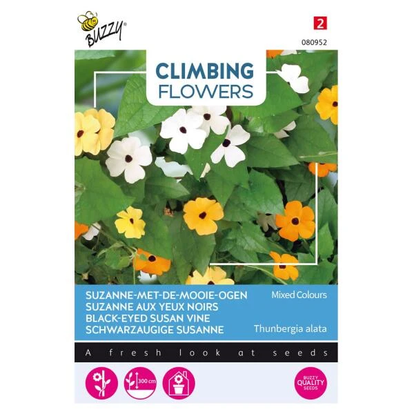 Suzanne Met De Mooie Ogen - Thunbergia Alata (klimmer) 3 Suzanne Met De Mooie Ogen - Thunbergia Alata (klimmer)