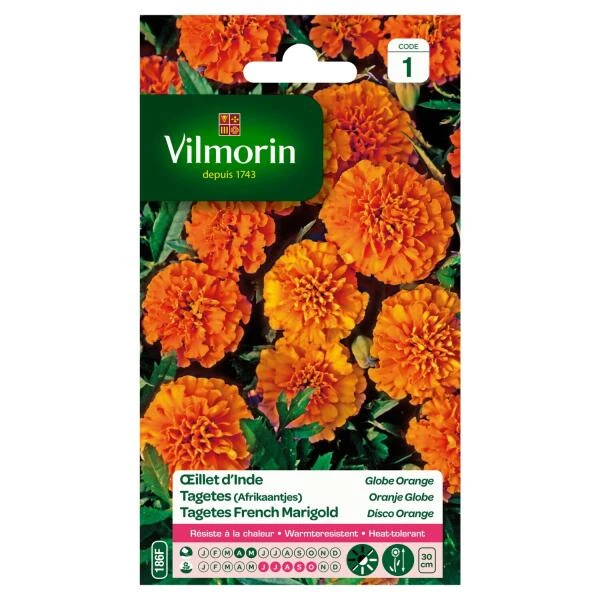 Tagetes Globe Orange - Tagetes Patula 3 Tagetes Globe Orange - Tagetes Patula