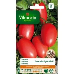 Tomaat Lancelot HF1