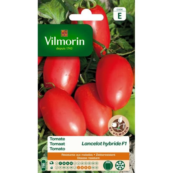 Tomaat Lancelot HF1 3 Tomaat Lancelot HF1
