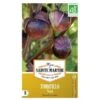 Tomatillo Violet - Physalis Ixocarpa 1 Tomatillo Violet - Physalis Ixocarpa -DCM Verkoopwinkel tomatillo violet 1484067107 1 600