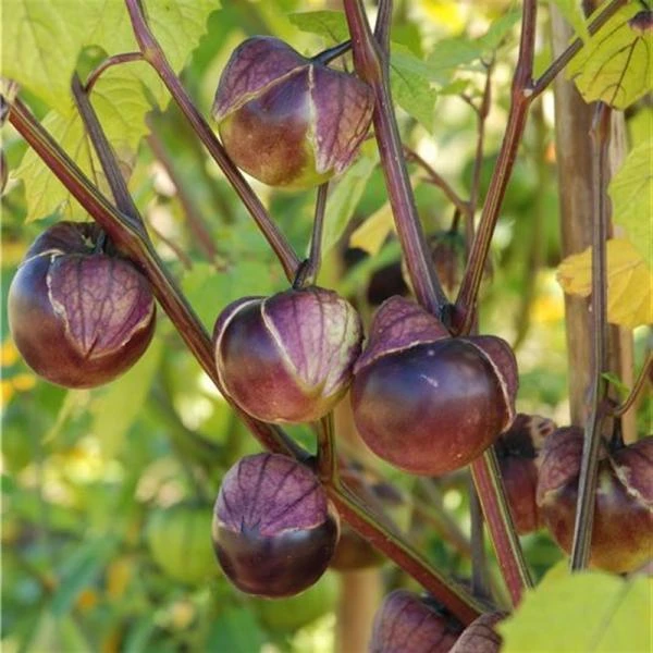 Tomatillo Violet - Physalis Ixocarpa 4 Tomatillo Violet - Physalis Ixocarpa - Afbeelding 2