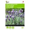 Vlinderlavendel Sancho Panza - Lavandula Stoechas 2 Vlinderlavendel Sancho Panza - Lavandula Stoechas -DCM Verkoopwinkel vlinderlavendel sancho panza lavandula stoechas 1646840345 702 600