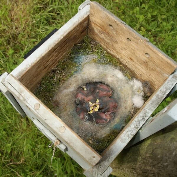 Nestkast EN Voederhuis Black Cottage - Afbeelding 3