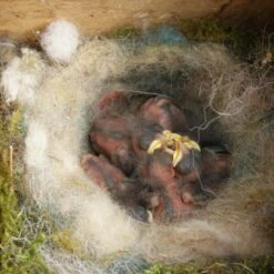 Nestkast + Voederhuis - Multiholk Red Cottage -DCM Verkoopwinkel vogelhuis voederhuis rood 1510052237 1 600