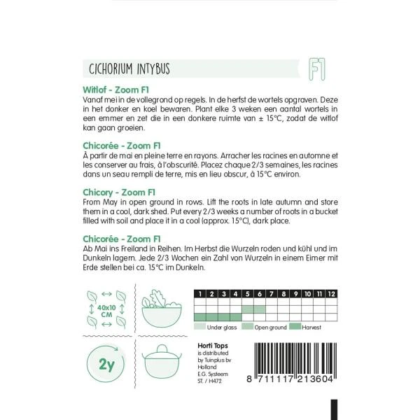 Witlof Zoom F1 - Cichorium Intybus 4 Witlof Zoom F1 - Cichorium Intybus - Afbeelding 2