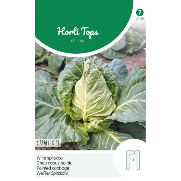 Witte Spitskool Capricorn F1 - Brassica Oleracea 3 Witte Spitskool Capricorn F1 - Brassica Oleracea