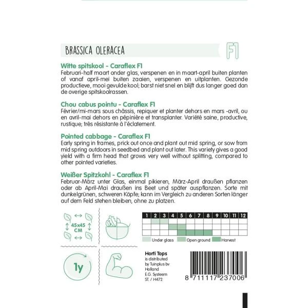 Witte Spitskool Capricorn F1 - Brassica Oleracea 4 Witte Spitskool Capricorn F1 - Brassica Oleracea - Afbeelding 2