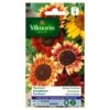 Zonnebloem Herfstschone - Helianthus Annuus 1 Zonnebloem Herfstschone - Helianthus Annuus -DCM Verkoopwinkel zonnebloem herfstschone helianthus annuus 1646839549 249 600