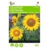 Zonnebloem Sunspot - Helianthus Annuus -DCM Verkoopwinkel zonnebloem sunspot helianthus annuus 1646840327 363 600
