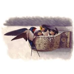 Boerenzwaluw Kunstnest - Houtbeton - Schwegler 7 Boerenzwaluw Kunstnest - Houtbeton - Schwegler -DCM Verkoopwinkel zwaluwnest boerenzwaluw houtbeton 1556786743 1 600