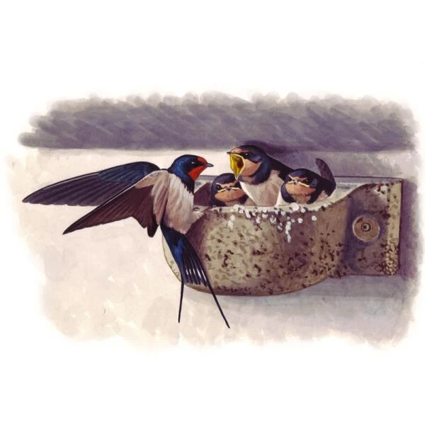 Boerenzwaluw Kunstnest - Houtbeton - Schwegler 5 Boerenzwaluw Kunstnest - Houtbeton - Schwegler - Afbeelding 3