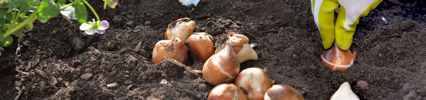DCM Verkoopwinkel -DCM Verkoopwinkel Blog Siertuin Bloembollen planten in volle grond 1