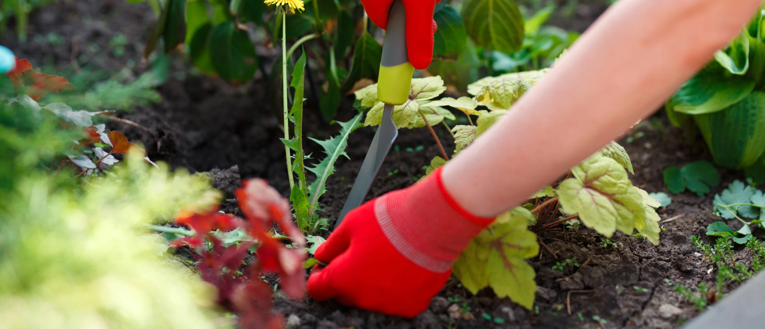 DCM Verkoopwinkel -DCM Verkoopwinkel onkruid bestrijden 2560x1100 1