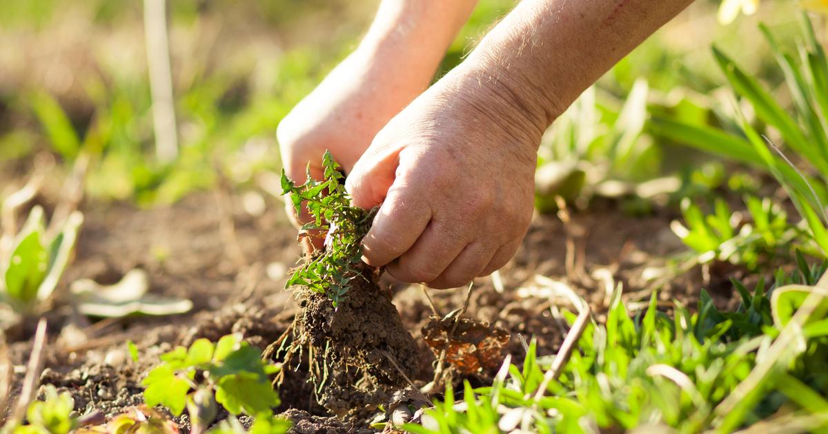 DCM Verkoopwinkel -DCM Verkoopwinkel onkruid shutterstock 622578152 1